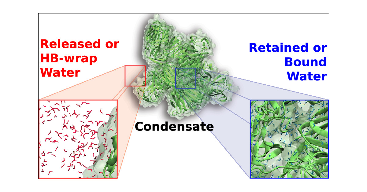 SaumyakMukherj2's tweet card. Liquid–liquid phase separation (LLPS) plays a key role in the compartmentalization of cells via the formation of biomolecular condensates. Here, we combined atomistic molecular dynamics (MD) simula...