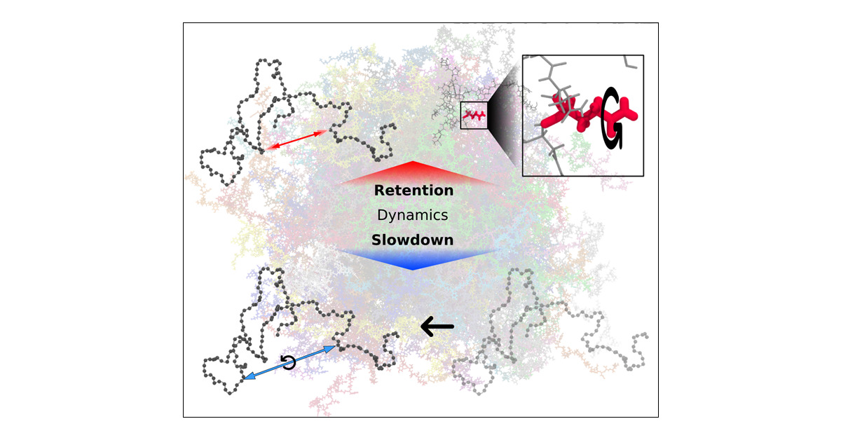 SaumyakMukherj2's tweet card. The high concentration of proteins and other biological macromolecules inside biomolecular condensates leads to dense and confined environments, which can affect the dynamic ensembles and the time...
