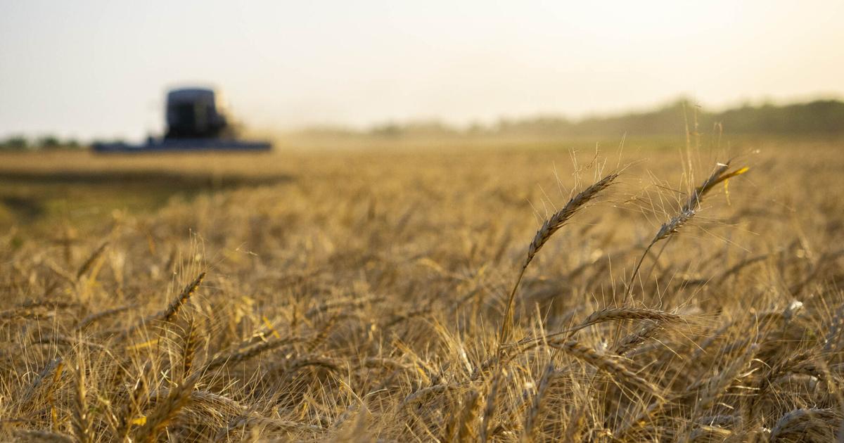 FarmTalkNews's tweet card. This year’s weather has delayed harvest and left many wheat growers with fields of low test weight and sprouted grain. This damage causes large discounts at the elevator because the