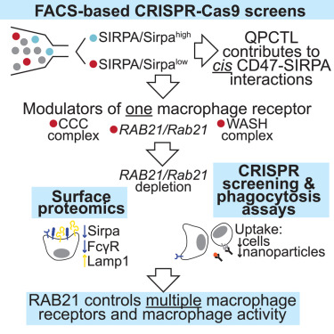 KislingerThomas's tweet card. Through CRISPR screening, Granda Farias et al. find results consistent with cis CD47-SIRPA interactions relying on QPCTL and that RAB21/Rab21 inactivation reduces macrophage model surface SIRPA/Sirpa...