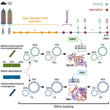 CellGenomics's tweet card. Ghiotto et al. track adaptive evolution over a year in a carbon dioxide-fixing anaerobic microbiota, leveraging strain-resolved metagenomics. They reveal long-term haplotype sweeps in Methanothermo...
