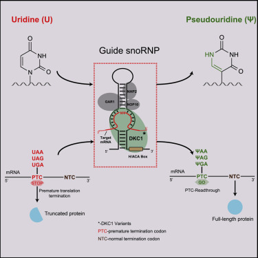 Jinghui_Song's tweet card. Song et al. developed a programmable RNA base editor, termed RESTART, relying on guide snoRNA to mediate site-specific pseudouridylation in mammalian cells. RESTART was applied to nonsense mutations...