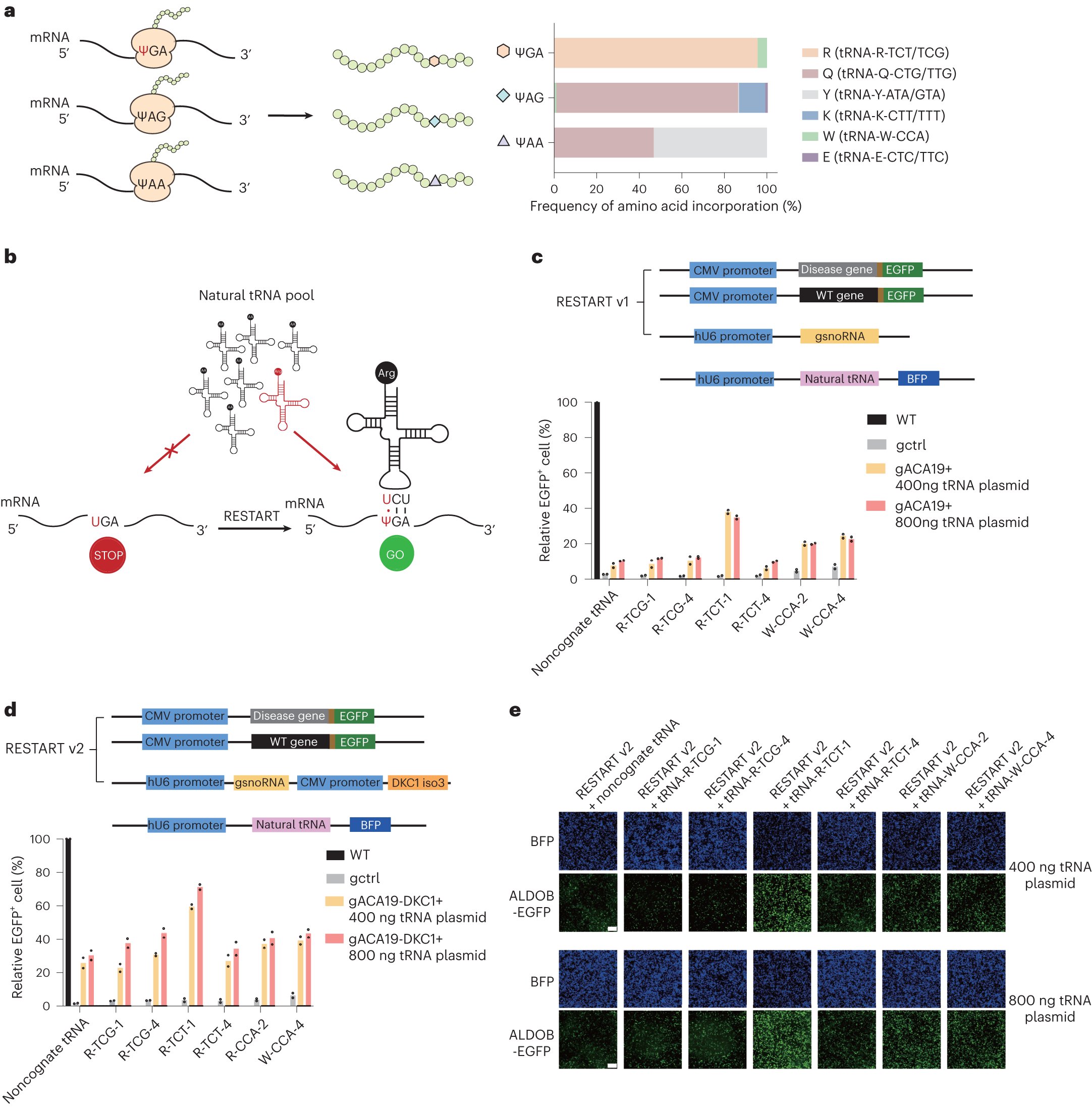 Jinghui_Song's tweet card. Nature Biotechnology - Disease-related premature stop codons are efficiently corrected by harnessing near-cognate tRNAs.