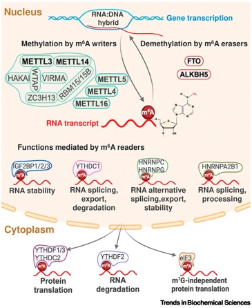TrendsBiochem's tweet card. N6-methyladenosine (m6A) is the most abundant epitranscriptomic mark on mRNA and plays crucial roles in gene expression, cell differentiation, stress responses, and cancer and neurodegenerative...