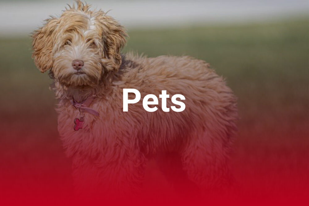SCVSignal's tweet card. The Castaic Animal Care Center plans to host its “Summertime of Hope” pet adoption event between 11 a.m. and 3 p.m. Saturday at the shelter, 31044 Charlie Canyon Road in […]