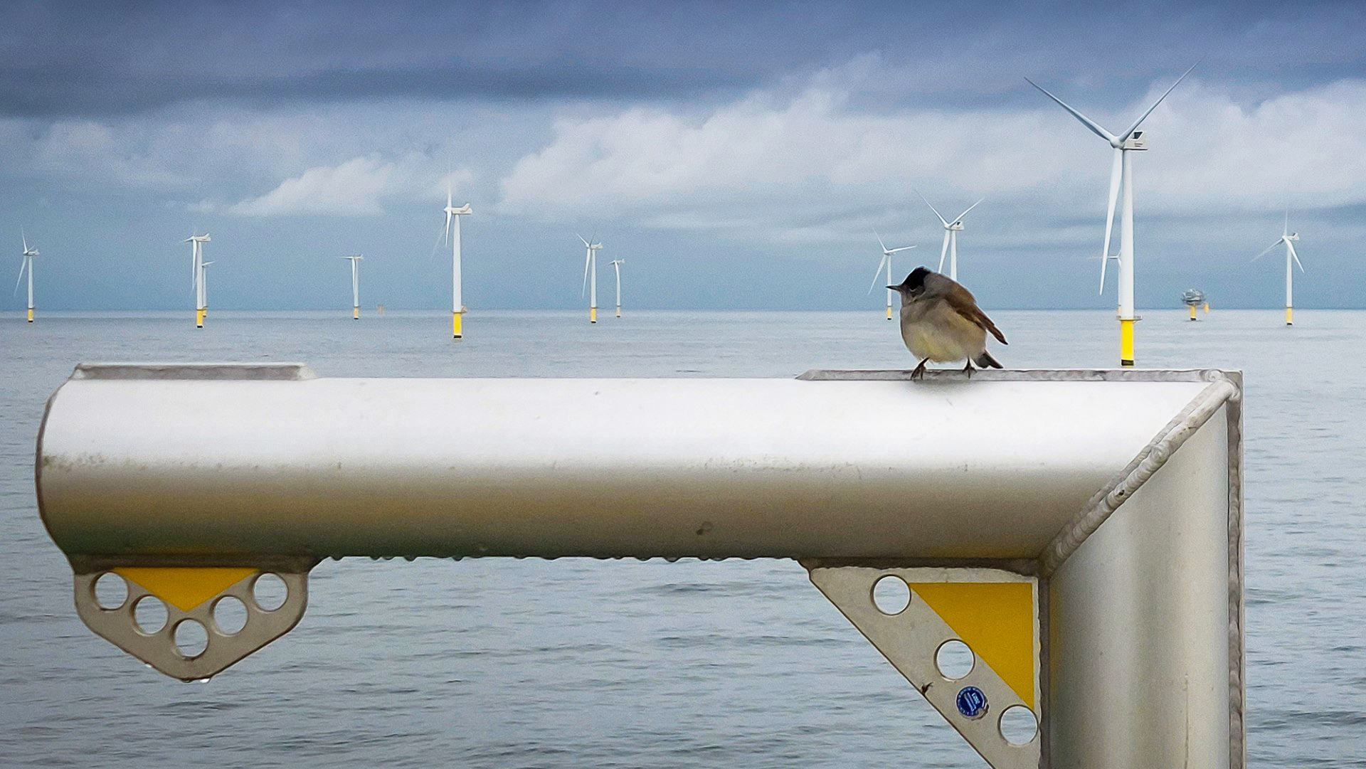 Vattenfall_De's tweet card. Wie gefährlich sind Offshore-Windkraftanlagen für Vögel? Neue Studien dazu nutzen modernste Technologien – mit überraschenden Ergebnissen.