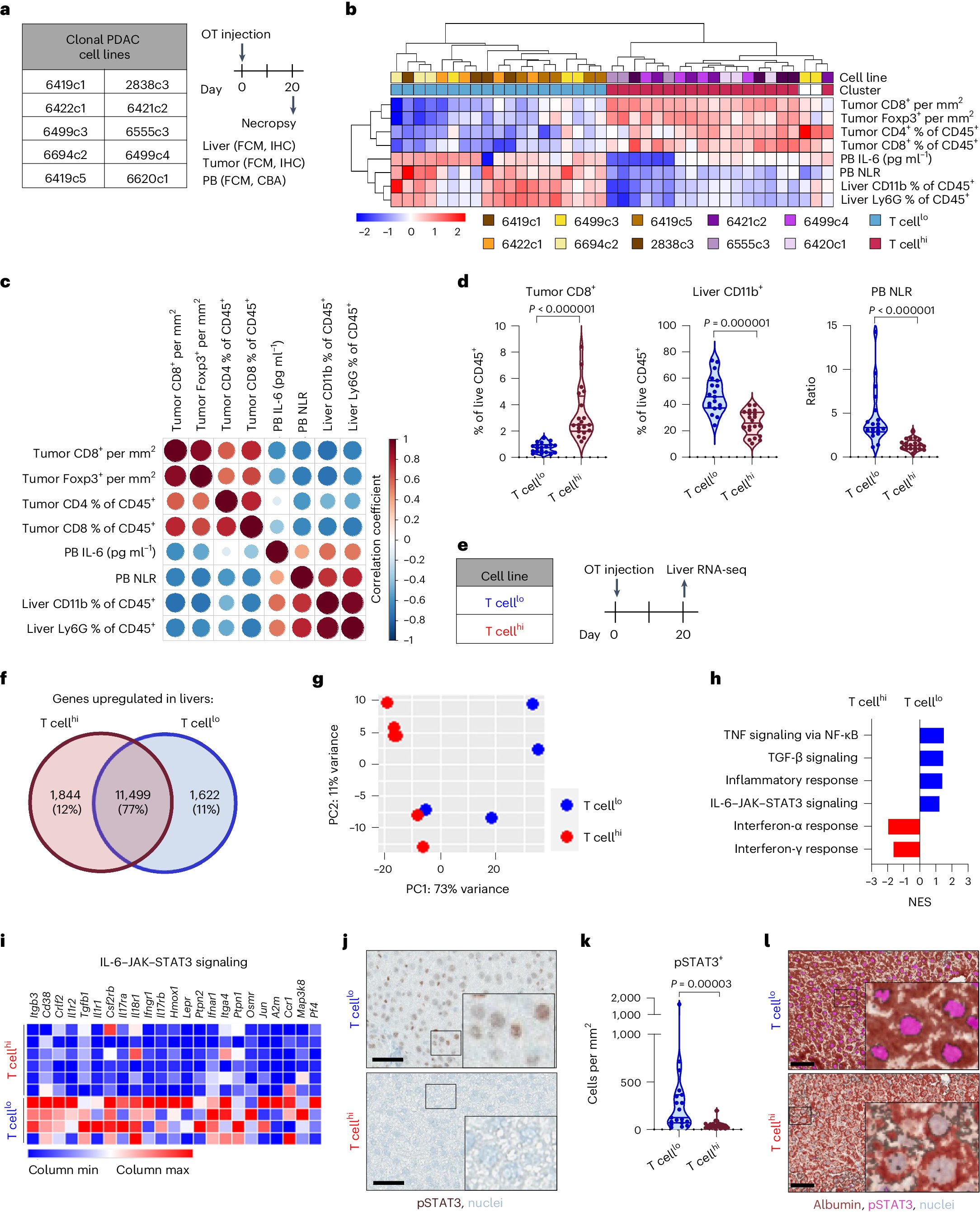 PennMedBench's tweet card. Nature Immunology - Here the authors show how the liver affects the immune response to pancreatic ductal adenocarcinoma and that cancer immunity and survival outcomes after surgery might be...