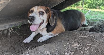 beaglefreedom's tweet card. Some of the beagles rescued from inhumane conditions in Rogers County are under care with the Beagle Freedom Project until they are ready for adoption.