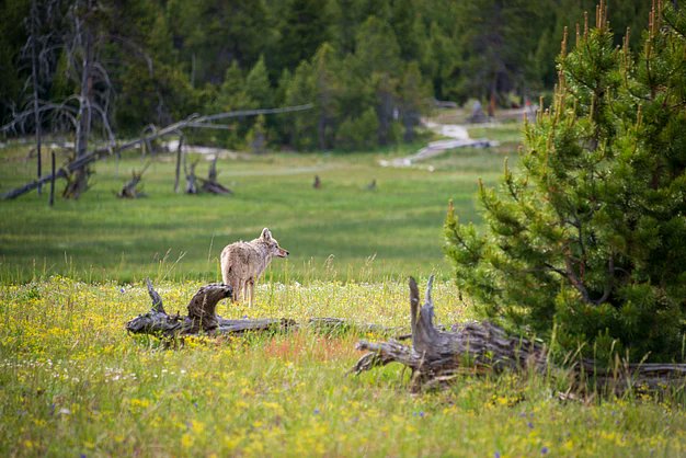 DanMacnulty's tweet card. There's an old saying: "Never let the truth stand in the way of a good story." This weekend's read is the truth behind a really good story about habitat recovery in Yellowstone National Park. In case...