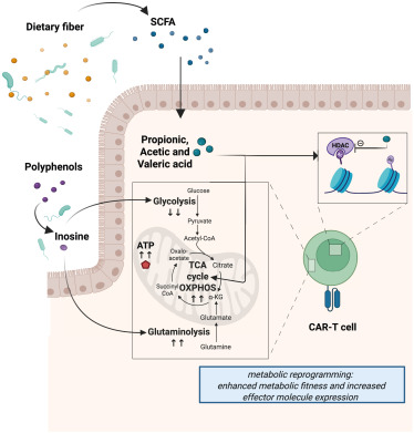 MedCellPress's tweet card. Microbiota-derived metabolites shape immune responses and influence the efficacy and toxicity of cancer immunotherapies, including checkpoint inhibitors, CAR-T cells, and allogeneic stem cell...