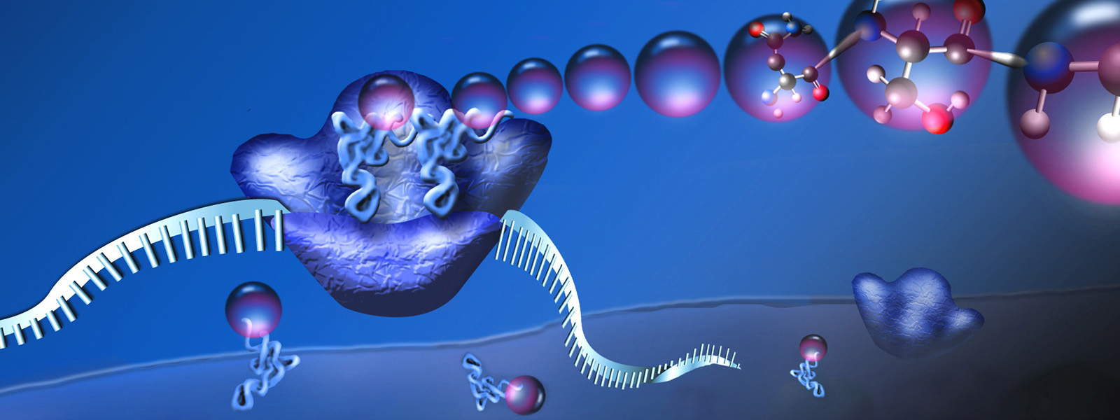 timvernimmen's tweet card. When ribosomes go rogue