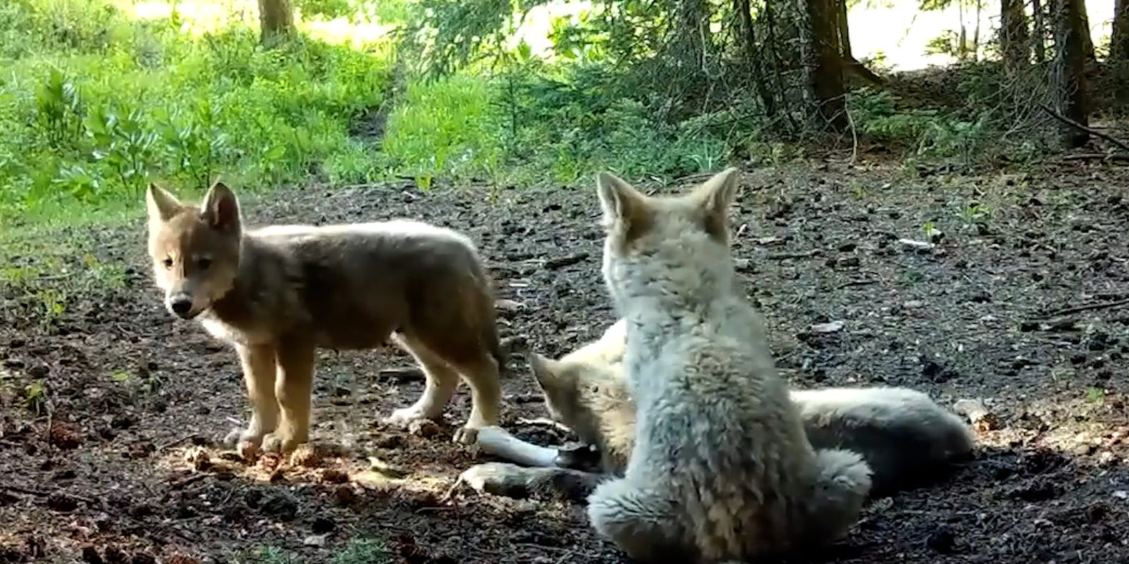 Enquirer's tweet card. Colorado Parks and Wildlife announced that there are three new gray wolf packs as part of the state’s plan to rebuild populations in the area.