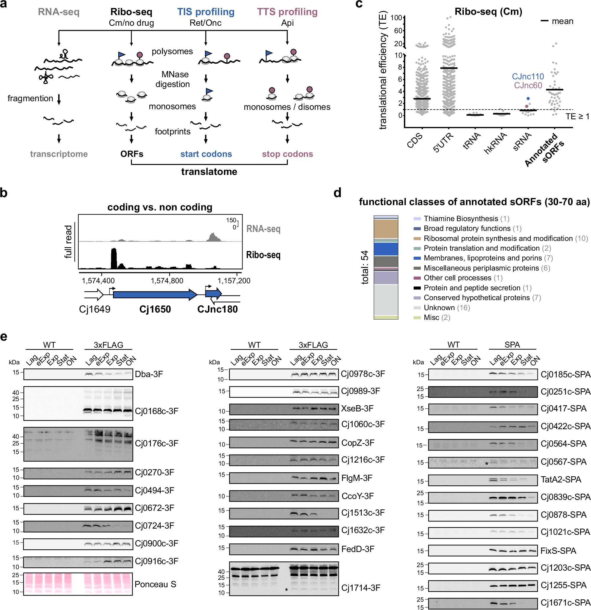 SharmaLab1's tweet card. Nature Communications - Bacterial genomes still contain many hidden and uncharacterized genes. Using complementary Ribo-seq approaches, Froschauer, Svensson et al. here annotate start and stop...