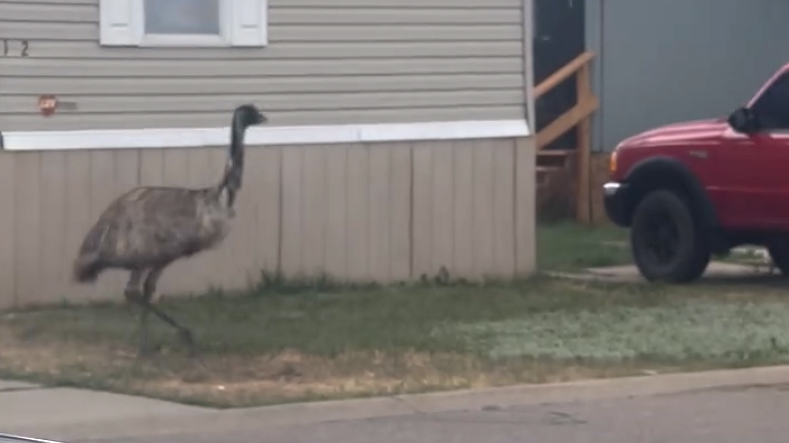 daily_cowboy's tweet card. An emu named Gary that was wandering around Evanston on Sunday died when his neck was broken while police officers tried to wrangle the large bird. Gary’s…