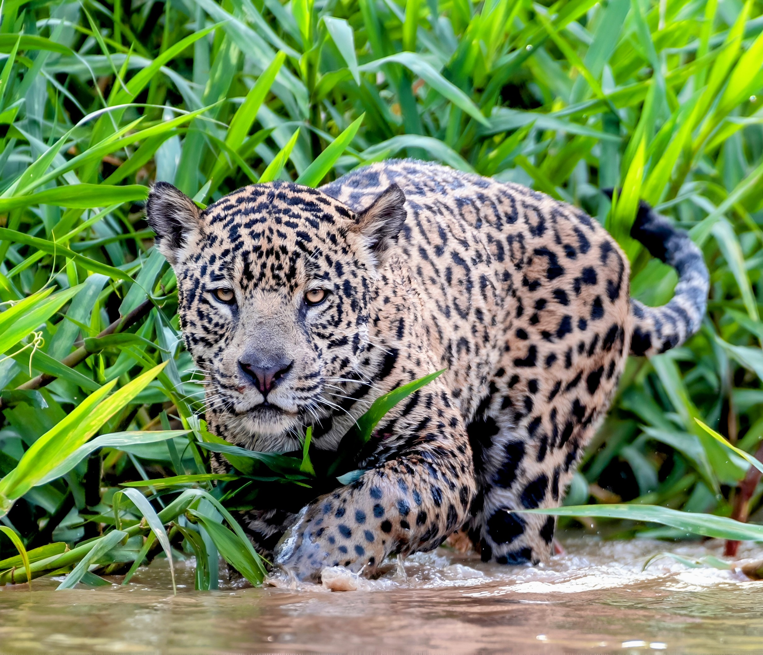 EarthDotCom's tweet card. Jaguars in the Pantanal behave more like tolerant neighbors than rivals and have a surprising diet: they mainly hunt fish and caiman.