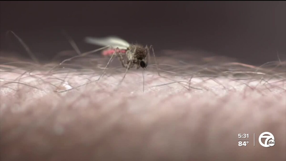 umichsph's tweet card. Health officials are urging families to take preventative measures after West Nile virus was detected in a small sample of mosquitoes in Macomb County, though no human cases have been reported.