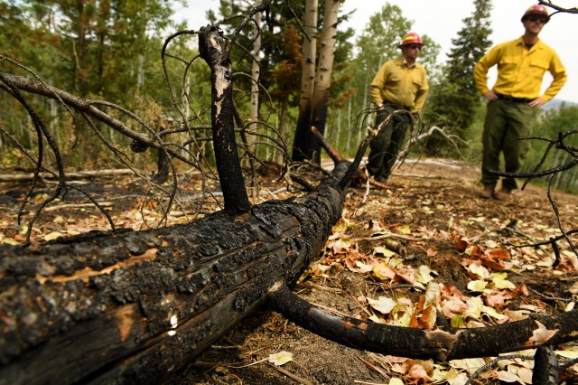 NAChristakis's tweet card. Just months after the Trump Administration gave federal employees the option to voluntarily resign, the U.S. Forest Service is asking those who resigned to return to work for the wildfire season.