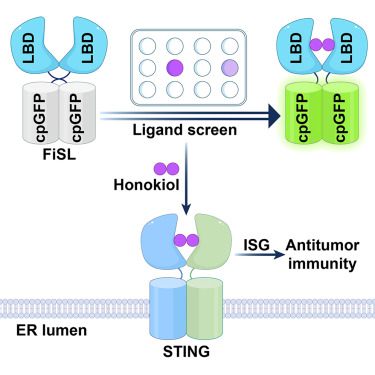 CellRepMethods's tweet card. High-throughput screening of STING agonists remains challenging due to a lack of suitable tools. Sun et al. develop FiSL, a fluorescent STING ligand sensor, and discover honokiol as an orally...