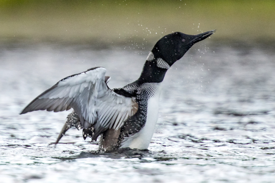 LP_LaPresse's tweet card. Des huards un peu trop familiers enquiquinent les pêcheurs du parc national des Grands-Jardins, allant jusqu’à chaparder les prises que les pêcheurs laissent sans surveillance. Le personnel du parc...