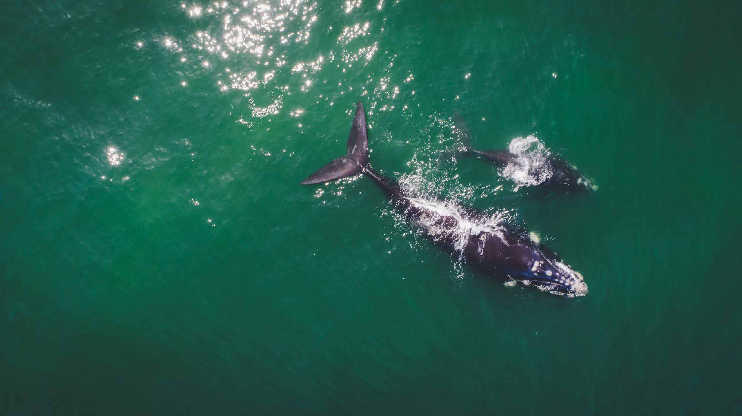 GetawayMagazine's tweet card. The Kalfiefees returns to Hermanus from 1–10 August, combining world-class whale watching with theatre, music, and a standout sensory event at The Marine Hotel