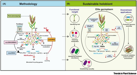 Symbionticism's tweet card. Plant evolution is largely driven by plant–microbe interactions, yet the ecology of the plant holobiont is not well understood at a molecular level. However, these relationships hold diverse benefits...
