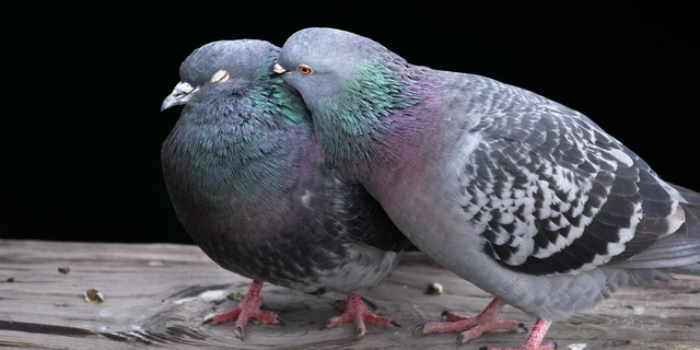 audubonsociety's tweet card. After an inspiring pigeon encounter with her son, a mother discovered a new appreciation for birds and the everyday wonders around us.