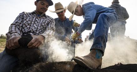 IR_PhilDrake's tweet card. In the spring of each year, ranchers gather and brand their herds’ new recruits, continuing a tradition as old as the open grazing days of the Western frontier.