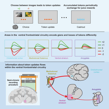 hua_ibrain's tweet card. Tang et al. show that OFC plays a more important role in learning from symbolic reinforcers than subcortical structures. OFC computes reinforcement signals and sends the information to the VS through...
