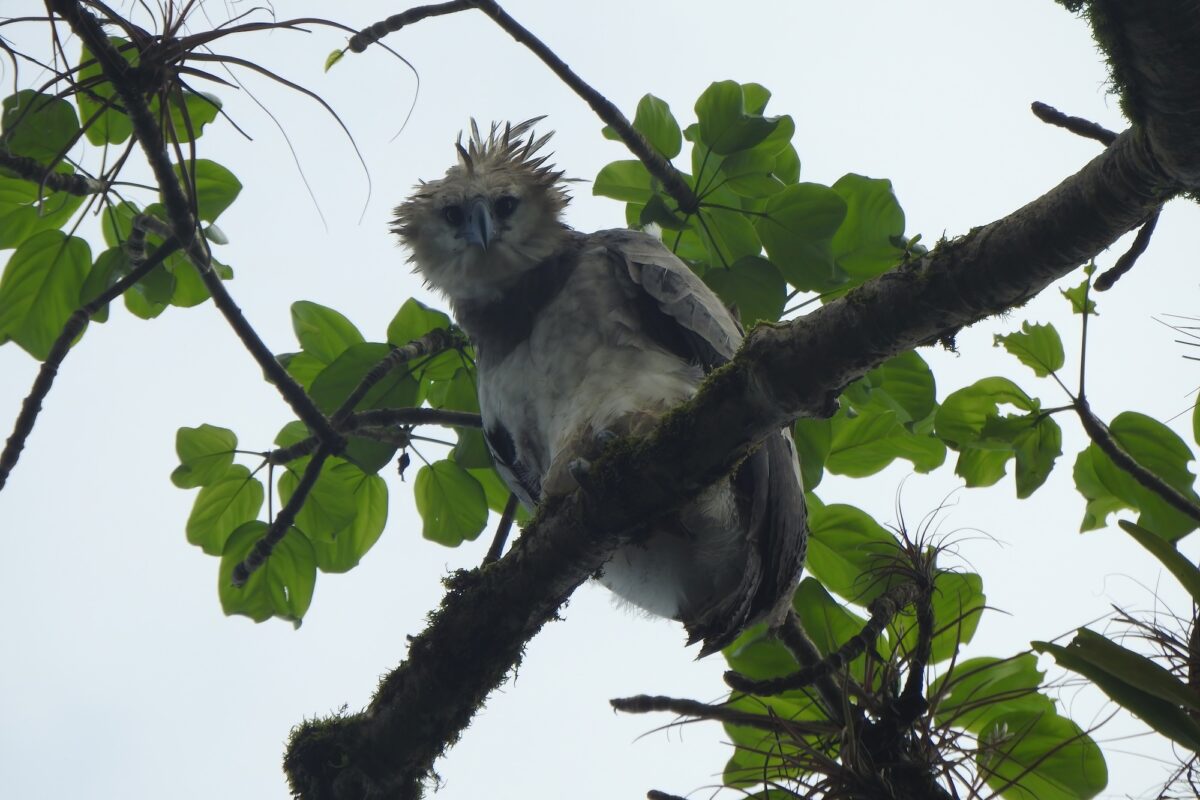 MonteroQuercus's tweet card. El águila harpía, considerada la más poderosa de todas las águilas, escapa de la extinción en México. Un poblador fotografió a un ejemplar juvenil en la Selva Lacandona, en Chiapas. Este asombroso...