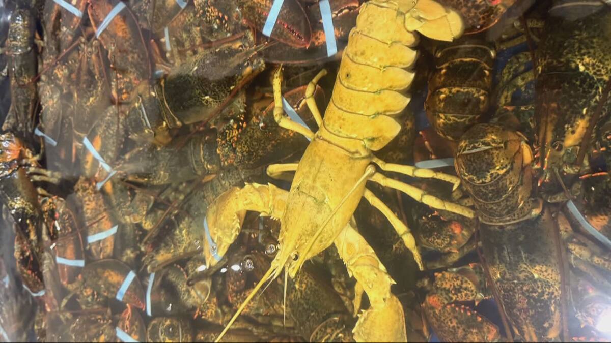 JdeMontreal's tweet card. Un pêcheur de Port-Cartier n’en revient toujours pas. Il a capturé un homard qu’on ne voit qu’une seule fois sur 30 millions: un homard doré.