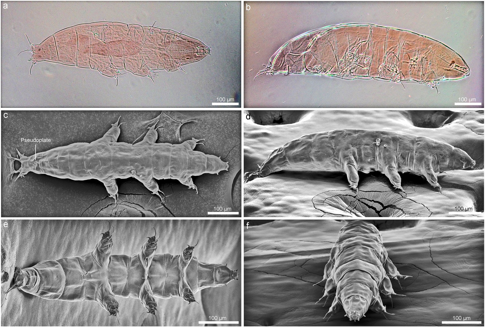 TardigradaN's tweet card. Scientific Reports - Greenlandic water bears reveal a new morphological trait of external head sensory organs