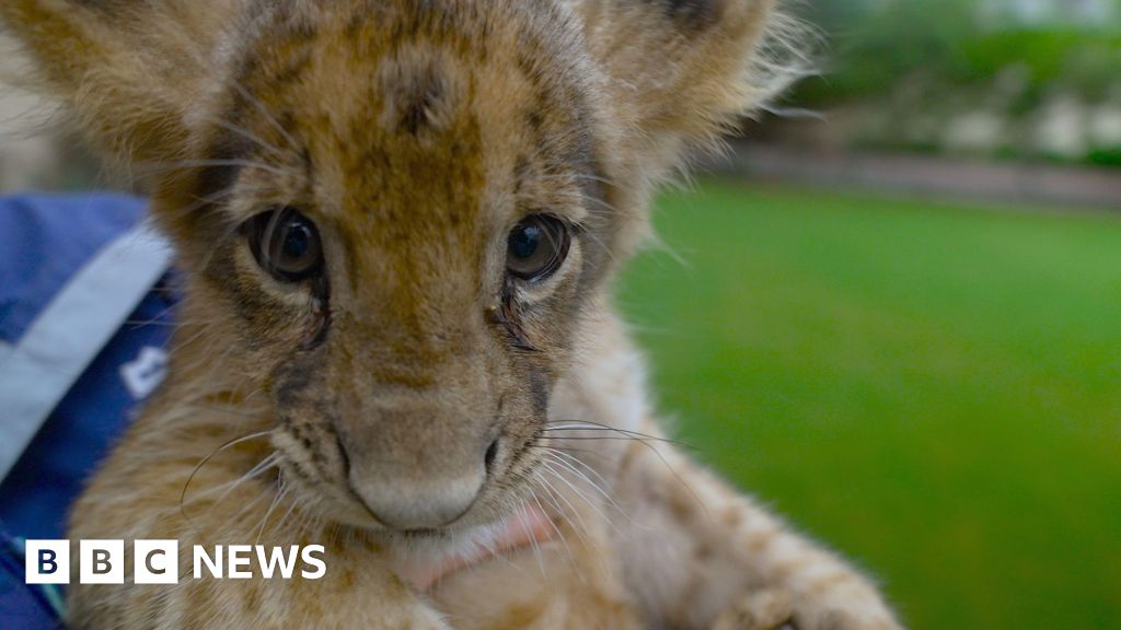 BBCWorld's tweet card. Punjab rangers launch raids after one pet lion escaped and attacked a woman and two children.