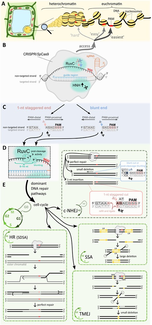 FischerLab210's tweet card. This review highlights often neglected factors important for successful CRISPR/Cas9 genome editing, such as varying Sp Cas9 cleavage activities and cell cy