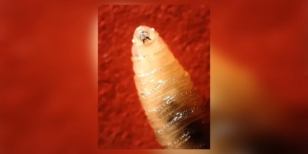 SanAngeloLIVE's tweet card. Texas Agriculture Commissioner Sid Miller is leading a renewed fight against the New World Screwworm.
