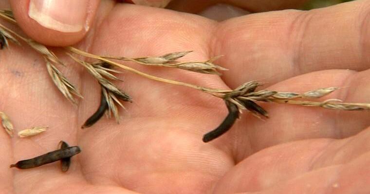 FarmTalkNews's tweet card. University of Missouri livestock and forage specialists are reporting ergot infestations that can cause major losses in livestock, said MU Extension state specialist in veterinary toxicology and...