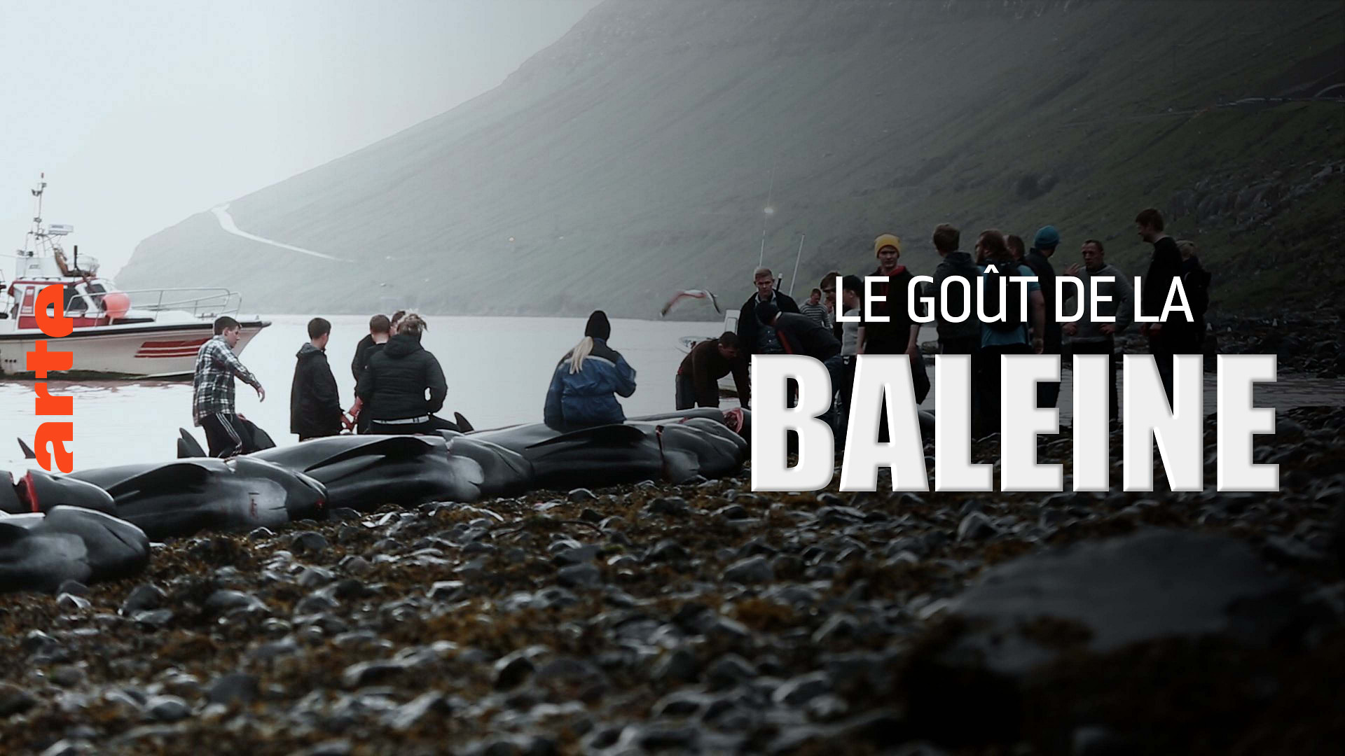 SeaShepherdFran's tweet card. Sur l’archipel danois des Féroé, la tradition du "grindadráp", une sanglante chasse à la baleine, se perpétue. Une tradition qui entre en collision avec la défense des océans, défendue par l'ONG Sea...