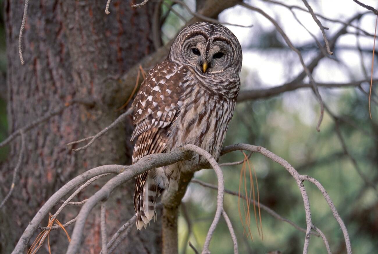 EverettHerald's tweet card. The U.S. Forest Service plan is part of a strategy to save endangered spotted owls in Washington, Oregon and California.
