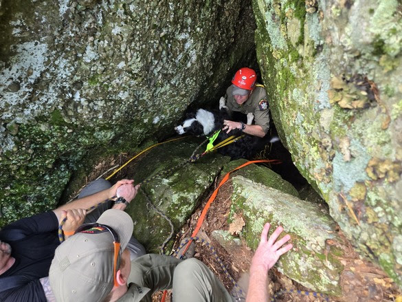 DailyFreeman's tweet card. HUNTER, N.Y. — Heli, an 18-month-old Australian shepherd dog, was rescued by state Department of Environmental Conservation rangers after falling into a crevice on the Escarpment Trail, officials s…