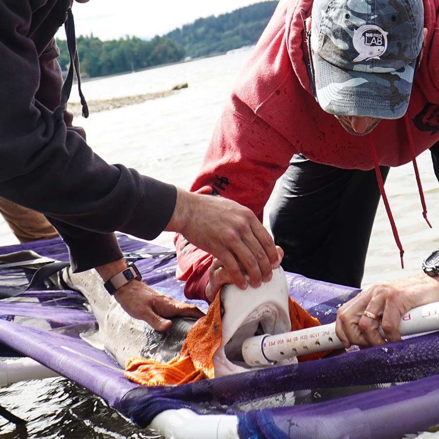 ThePWWA's tweet card. Researchers are rushing this summer to attach acoustic tags on sevengill and soupfin sharks, species only recently spotted in Salish Sea waters.