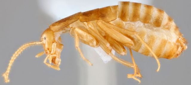 WLNS's tweet card. LANSING, Mich. (WLNS) — A team of researchers at Michigan State University have discovered a new species of cockroach. This is the first time a species from this family has been found in the …