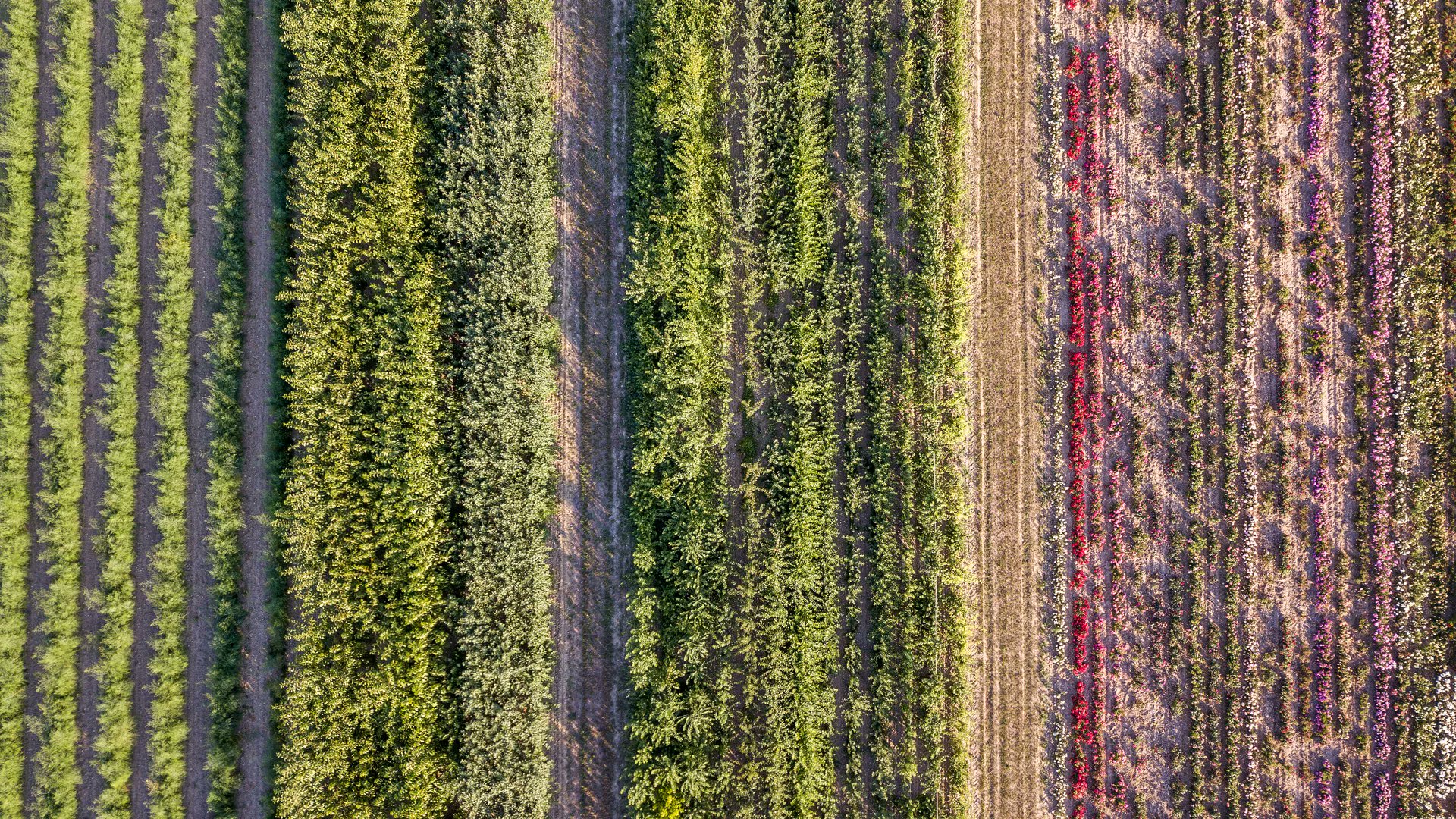 FrontSustain's tweet card. IntroductionSignificant socio-agronomic challenges in wheat production have been revealed in recent years. Soil and nutrient depletion, combined with pest an...