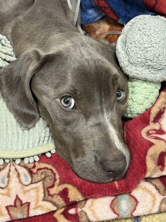 kfor's tweet card. A dog in Tulsa was fighting for her life and now gets to go home for the first time. She was found in a dumpster nearly two weeks ago, barely alive.