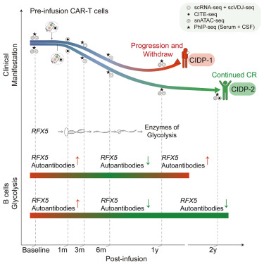 MedCellPress's tweet card. Chronic inflammatory demyelinating polyneuropathy (CIDP) presents a significant therapeutic challenge. Here, BCMA-targeted CAR-T cell therapy was applied to two patients with refractory CIDP,...