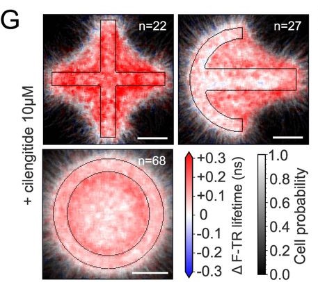 juanmagararc's tweet card. Flipper-TR reveals the secrets behind membrane tension gradients.