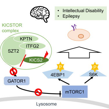 RMaroofian's tweet card. Sequencing 8 individuals with intellectual disability identified bi-allelic variants in KICS2, which encodes a component of the KICSTOR complex. A combination of in vitro and in vivo analyses...
