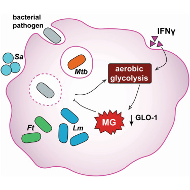 cellhostmicrobe's tweet card. Infected macrophages that transition to aerobic glycolysis produce the reactive aldehyde methylglyoxal. In this study, Anaya-Sanchez et al. use both host and bacterial genetics to show that methylg...