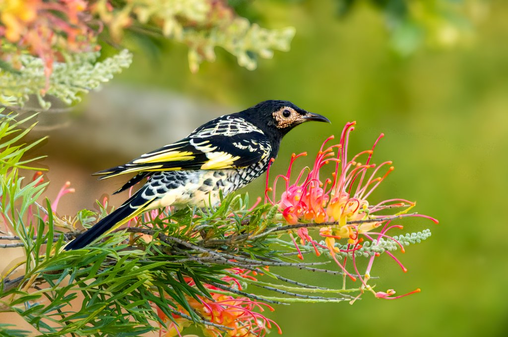 BioplatformsAus's tweet card. Tracking our progress on genomes across Australian species for research, monitoring, conservation and protection.