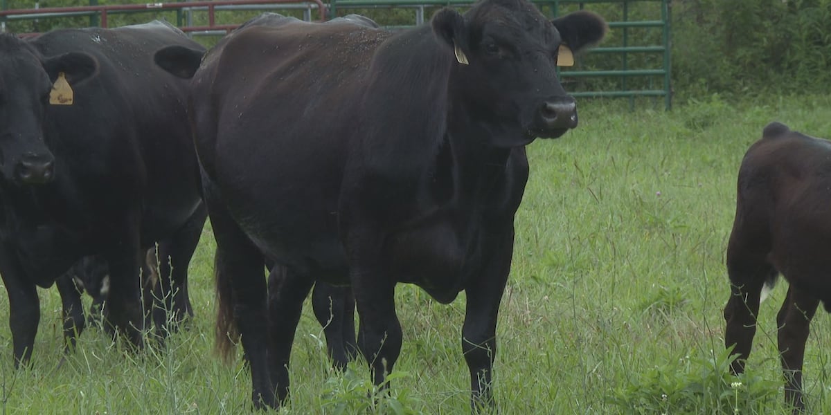 KLTV7's tweet card. More than a dozen cows were killed in a lightning strike in Kentucky.