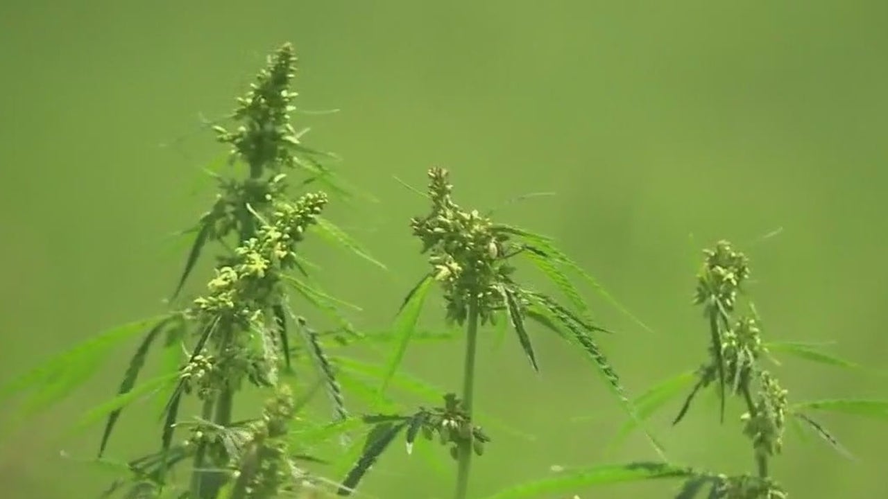 fox7austin's tweet card. The expected debate over Senate Bill 5, a legislative crackdown on the Texas hemp industry, was put on hold Monday after the Senate adjourned until Wednesday.