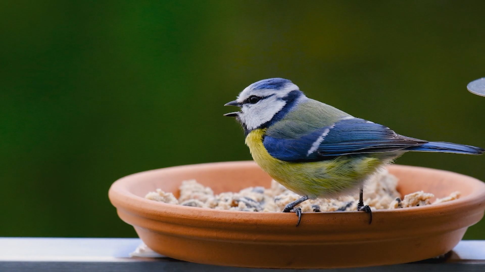 alextomo's tweet card. The government says it's time to look again at the sale of pet flea treatments after scientists warned the chemicals in them kill wildlife including songbirds. 